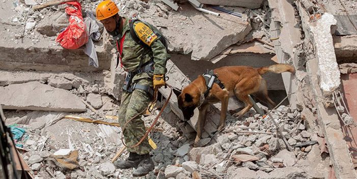 Binomios caninos, arriesgan la vida para salvar otras