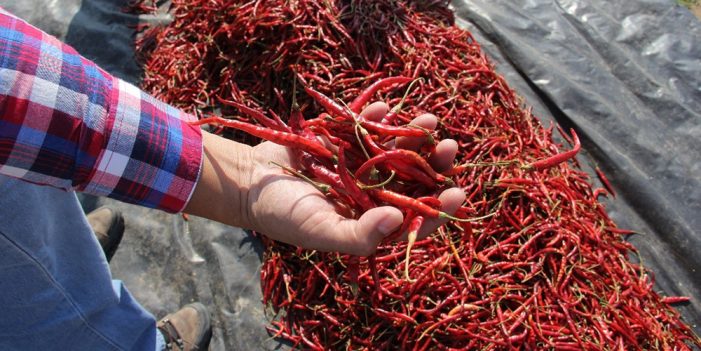 Ruta del Chile Yahualica promoverá cultura de uso en México