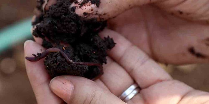Lombriz de tierra capas de vivir en Marte