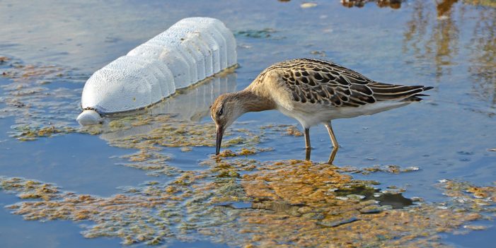 Plástico y químicos, principales amenazas al ambiente: ONU