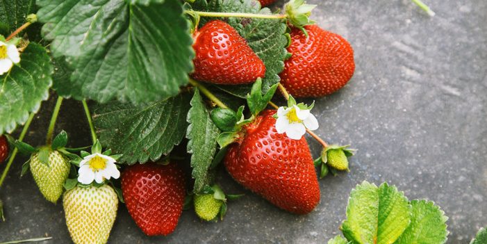 Renegociación de TLCAN crea incertidumbre en productores de berries