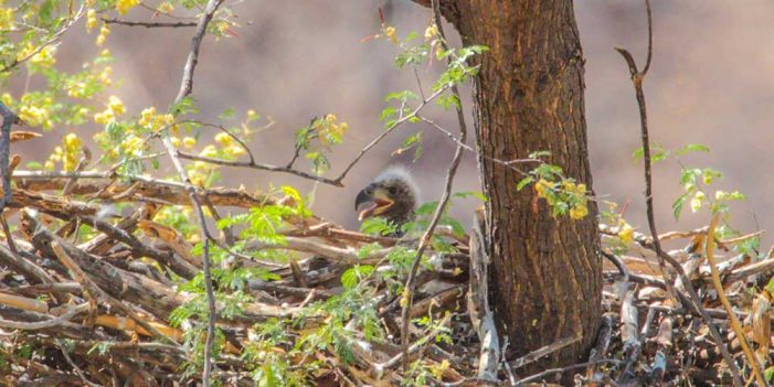 Confirma estudio binacional presencia de Águila Calva en Sonora