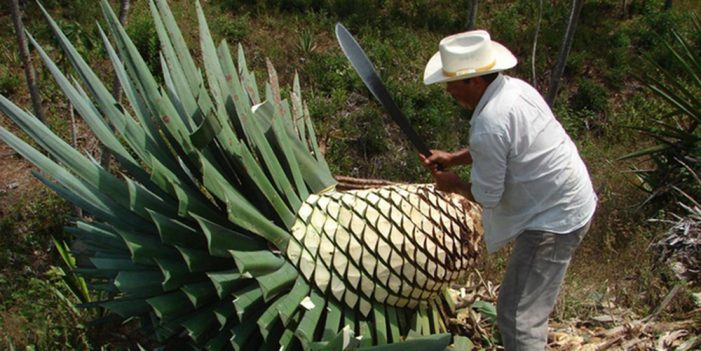 Características geológicas dan a México exclusividad para el tequila