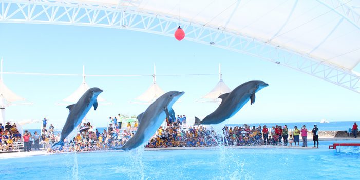 Centro Ecológico, Delfinario y Estero “El Soldado” listos para vacaciones de verano