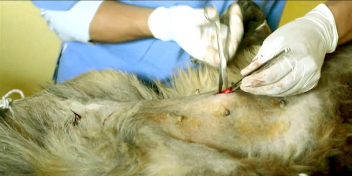 Invita Salud Municipal y Coalisión animalista a Castratón 2018