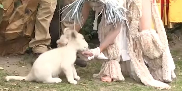 Zoológico de Tlaxcala presenta a “Nieve”, la cuarta cría de león blanco