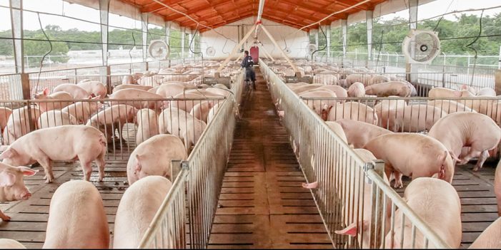Se consolida Sonora; Segundo nacional en exportación de carne de cerdo