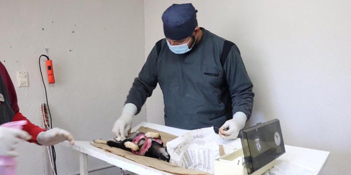 Inicia castración de mascotas y vacunación en Centro de control animal