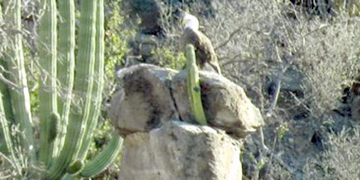 Confirman presencia de águila calva en Sahuaripa y Soyopa