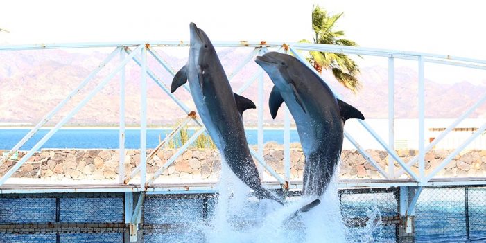 Listo #DelfinarioSonora para recibir a vacacionistas