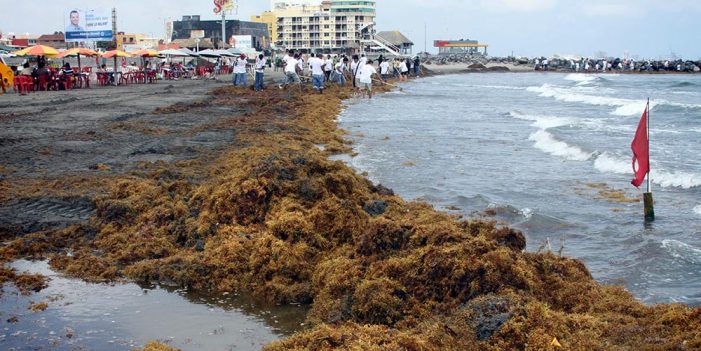 Piden atender problema de sargazo en costas de Oaxaca
