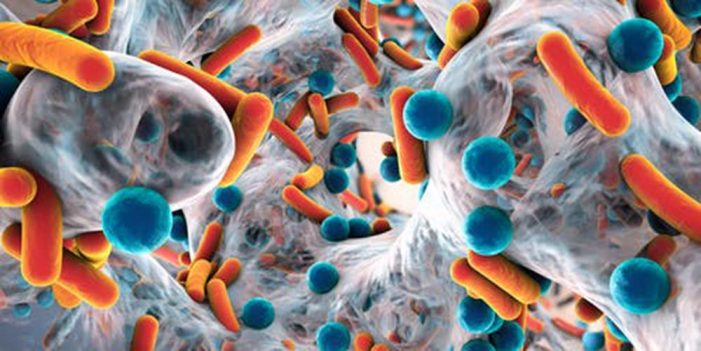 Evolución de bacterias propicia resistencia a antibióticos