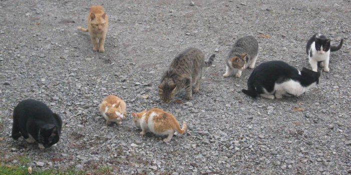 Realizarán campaña gratuita de esterilización