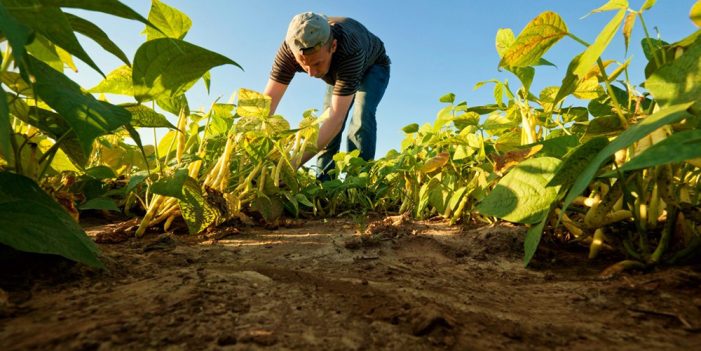 Habrá desabasto de alimentos por cambio climático