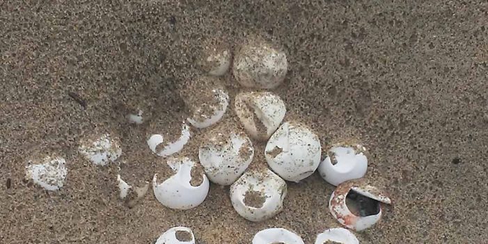 Aseguran más de seis mil huevos de tortugas en playa de Oaxaca