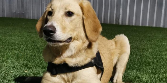 Perros entrenados podrán detectar Covid-19