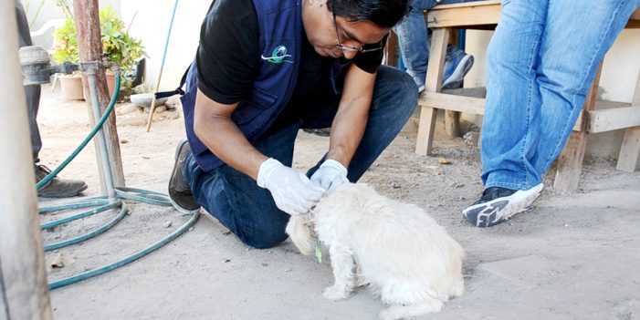 Baja índice de mortalidad por Rickettsia: Salud Sonora