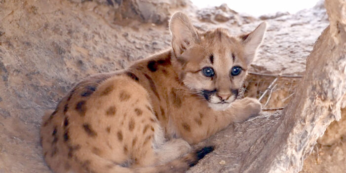 Nacen pumas en Centro ecológico de Sonora