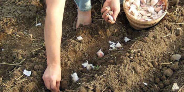 SONORA, cuarto lugar nacional en producción de ajo